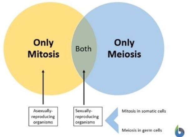 Types of cell divisions 