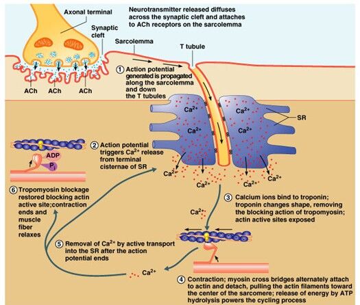 Excitation Contraction Coupling