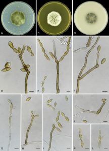 Diversity of Cladosporium