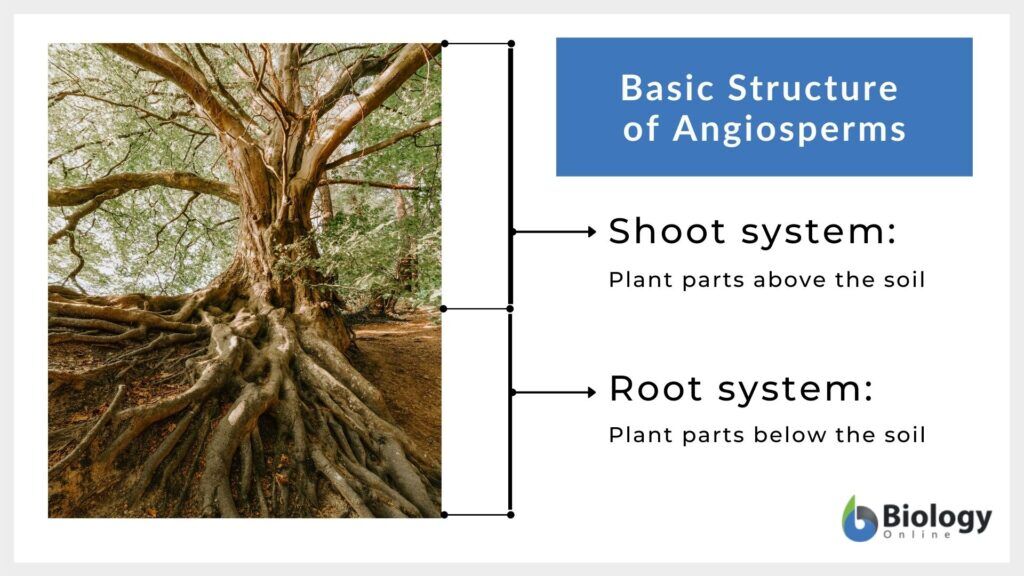 Angiosperm basic structrure