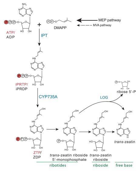 Cytokinin Definition and Examples - Biology Online Dictionary