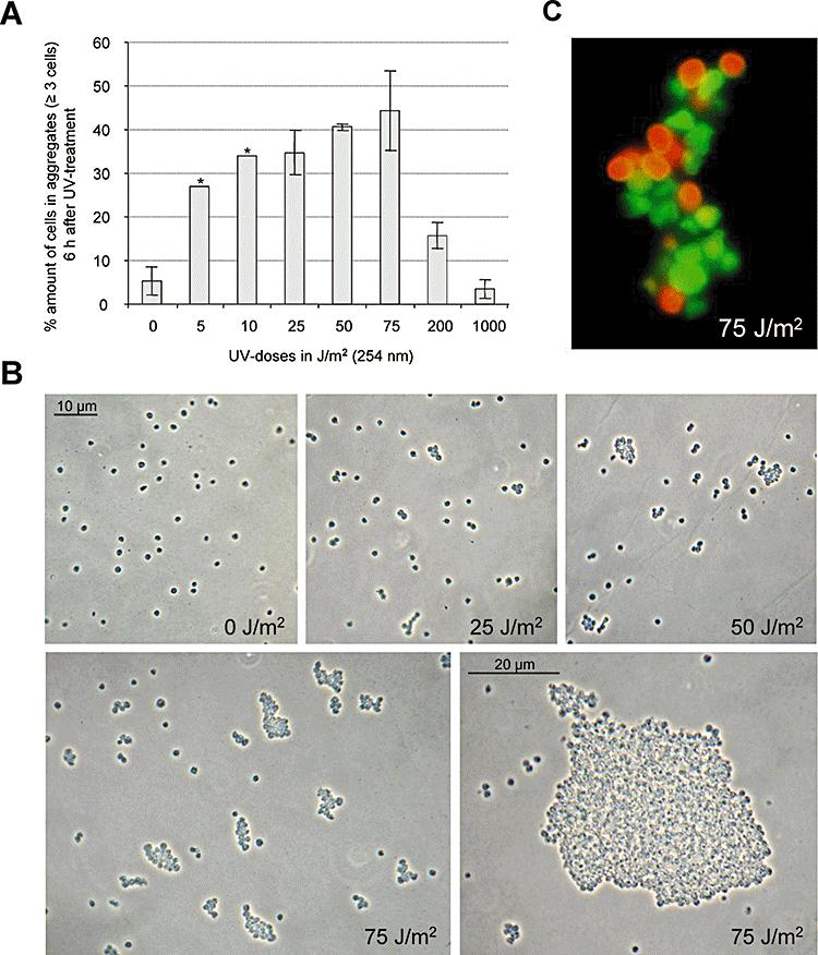 Cellular aggregation