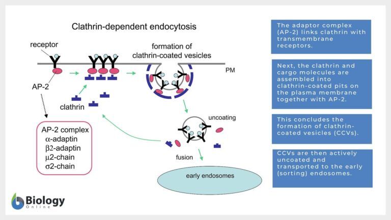 Clathrin Mediated Endocytosis diagram