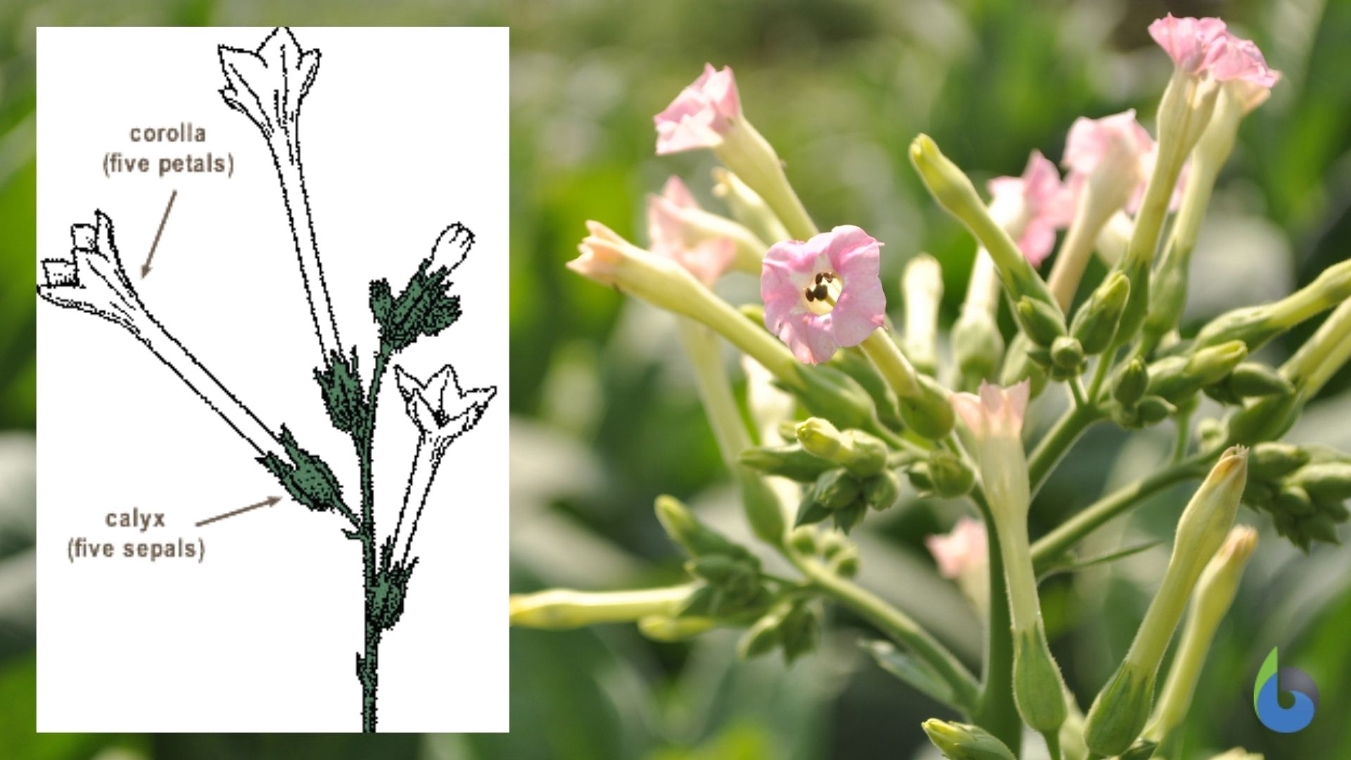 Corolla of Tobacco plant