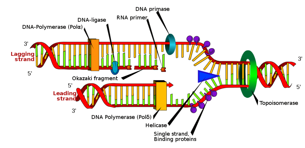DNA replication