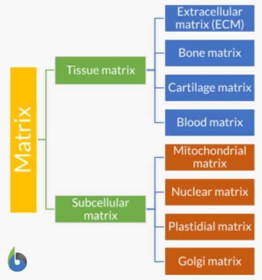 Different types of matrices in the body