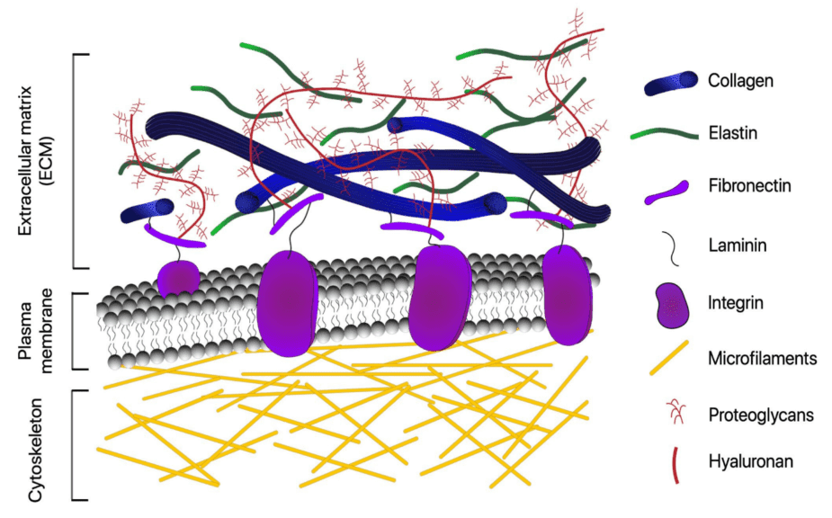 ECM (extracellular matrix) on the outside of the cell