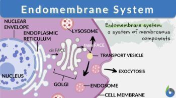 Endomembrane system definition
