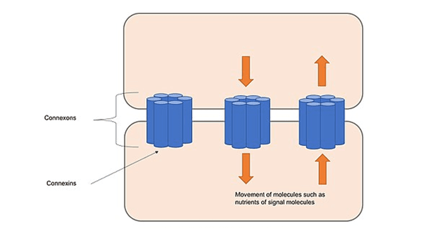 Gap junctions showing connexons and connexins