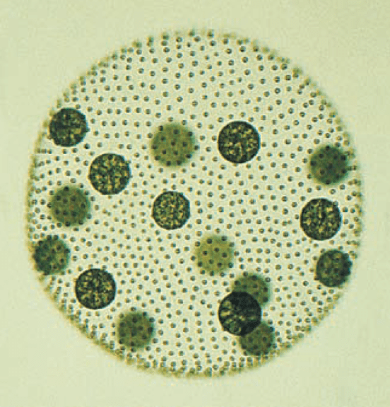 Gelatinous matrix of multicellular Volvox species