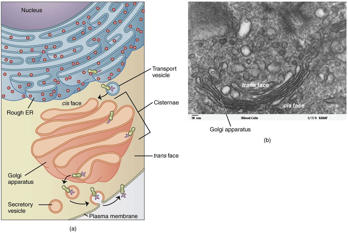 Golgi apparatus - schematic diagram and micrograph