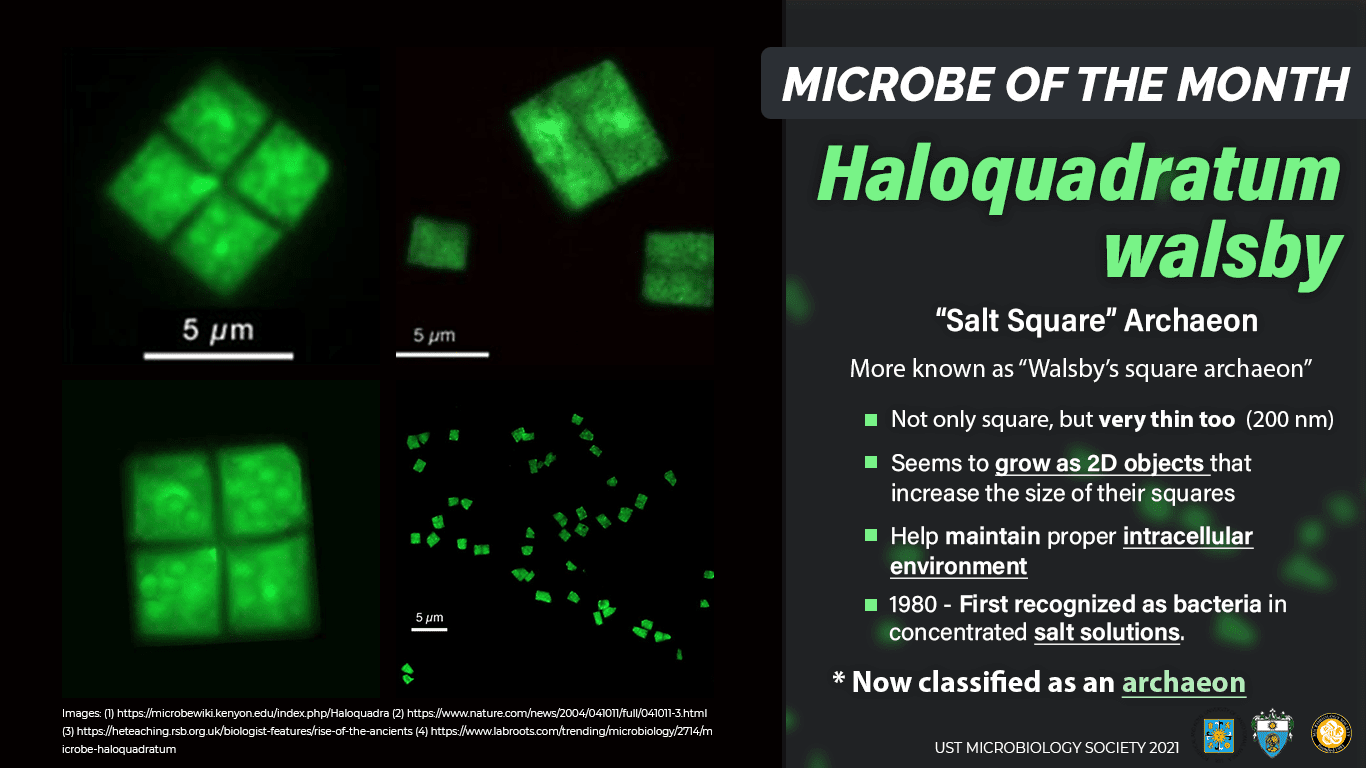 Haloquadratum walsbyi infographic