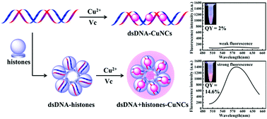 Histone DNA interactions