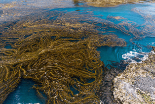 Kelps