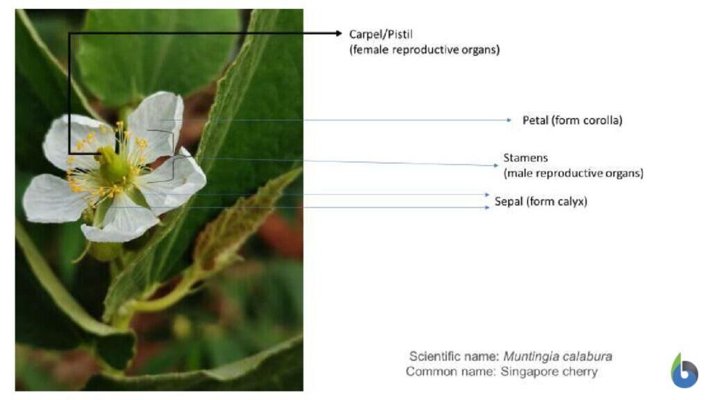 Plant reproductive organs - parts