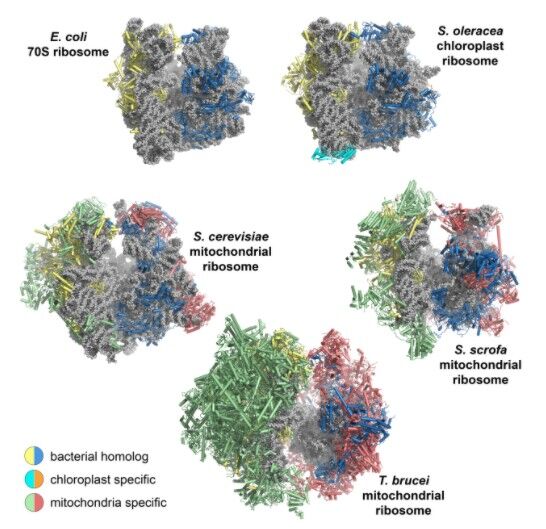 Plastoribosomes and mitoribosomes