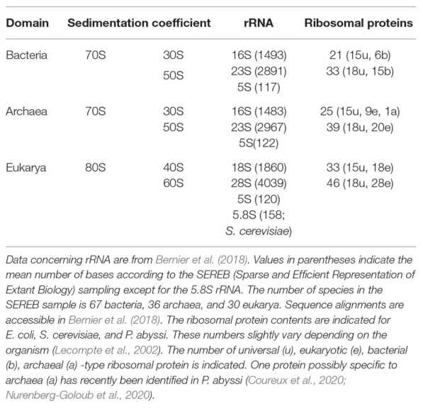 Ribosomes of prokaryotes, archaea and eukaryotes