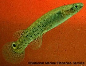 Rivulus-marmoratus