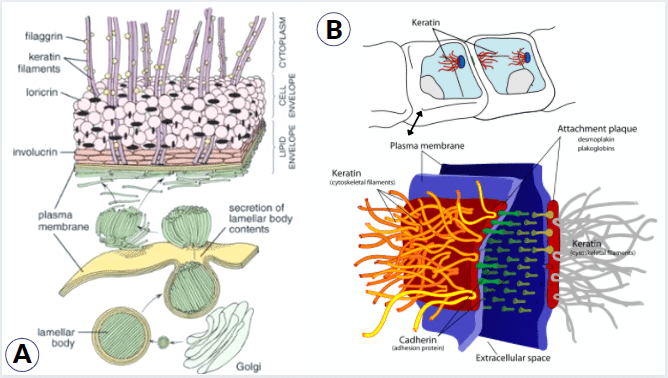 Schematic diagram of keratinization