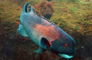 Sheephead - hermaphrodite