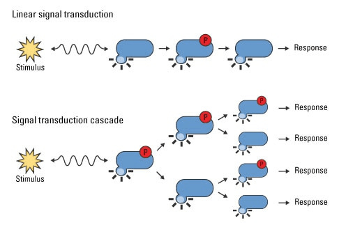 Signal transduction cascades diagram