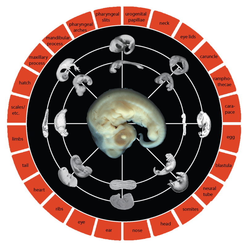 Standard Event System