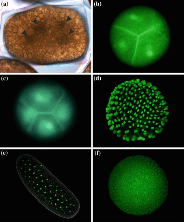 Superficial cleavage in different arthropods