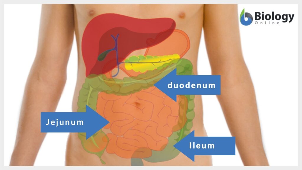 The anatomical divisions of the small intestine