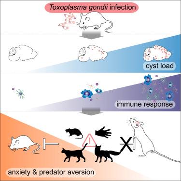 Toxoplasma gondii infection diagram