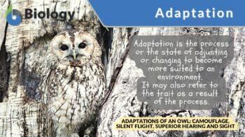 adaptations definition and example