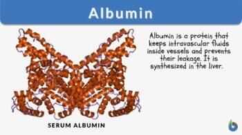 albumin definition example