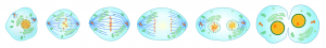 animal cell mitosis stages