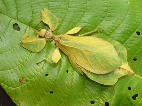 animal mimicry leaf insect