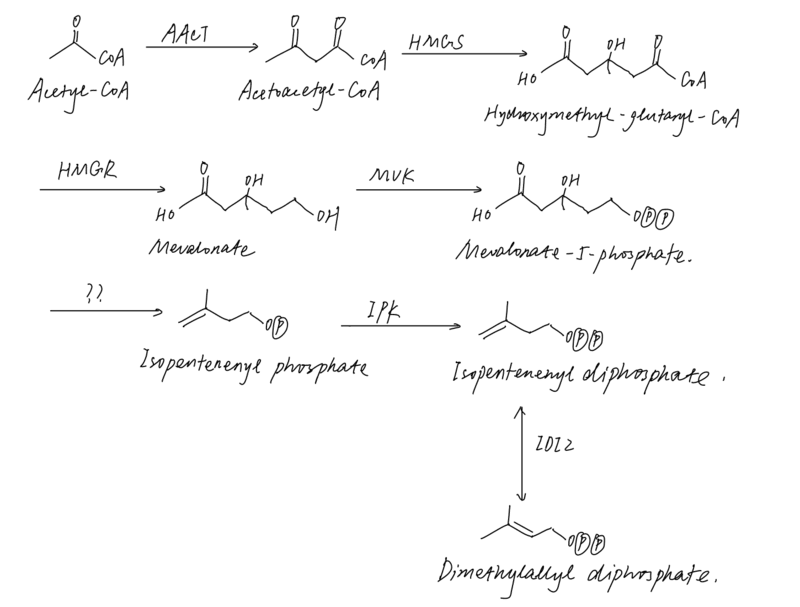 archaeol synthesis diagram