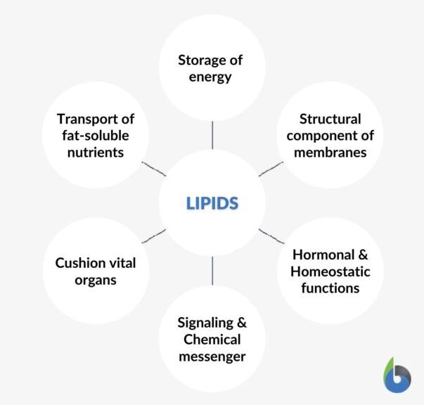 biological roles of lipids