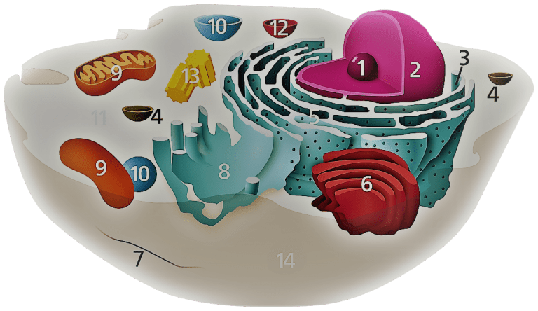 Schematic diagram - animal eukaryotic cell