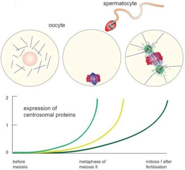 centrioles in mitosis and meiosis