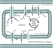 chemiosmosis in mitochondrion