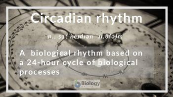 circadian rhythm definition