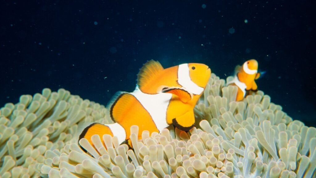 clownfish and sea anemones
