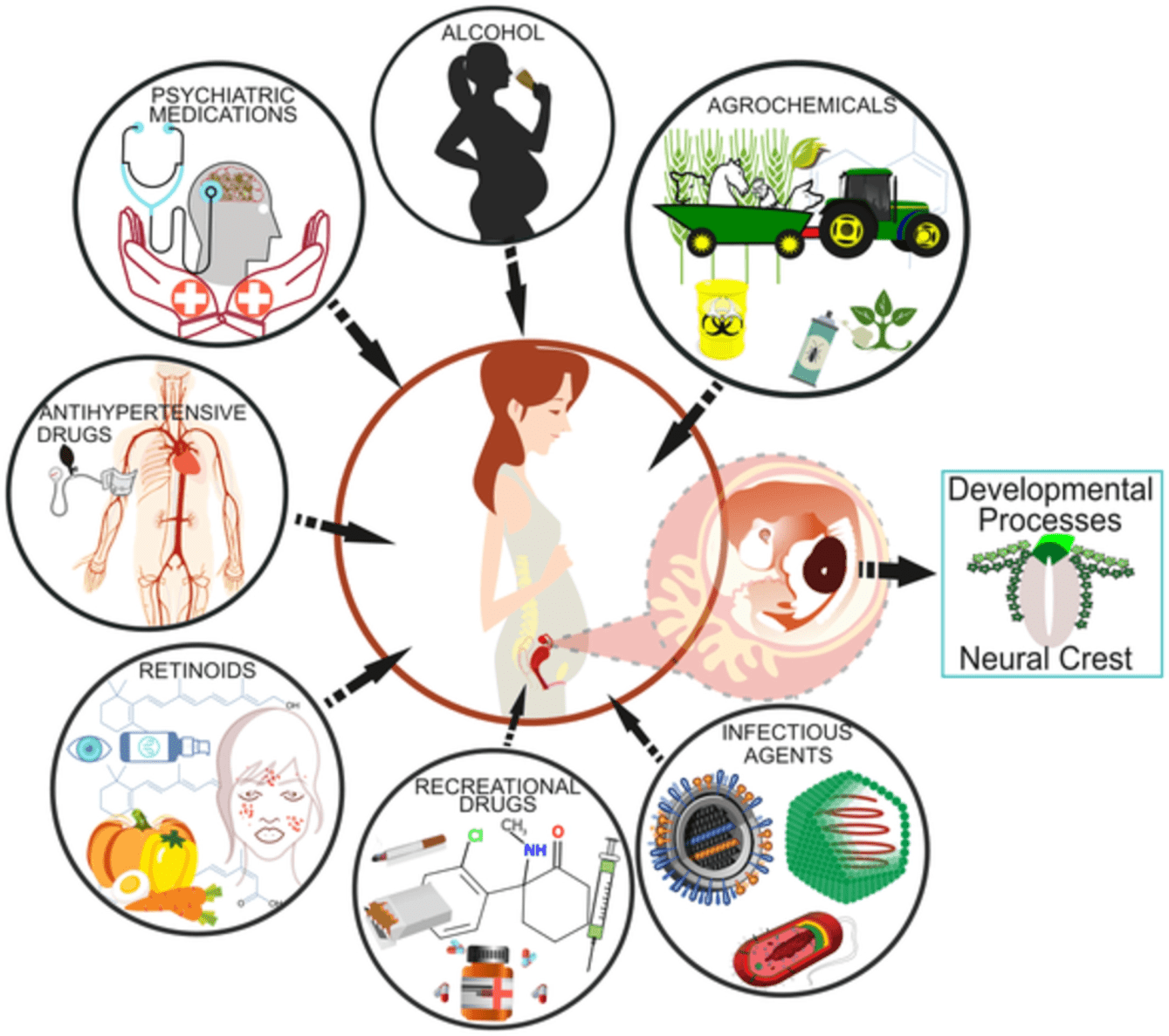 common teratogens