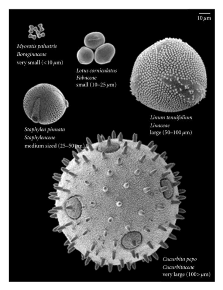 different sizes and shapes of pollen grains