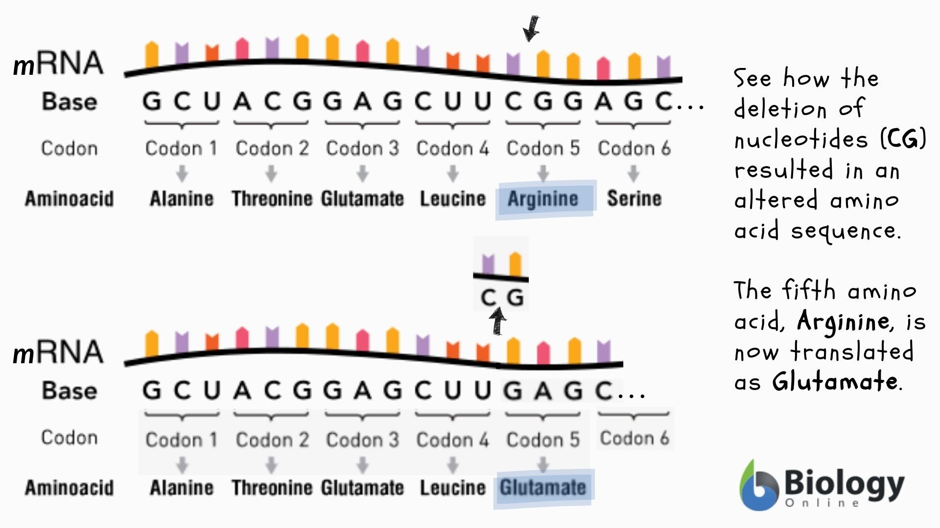frameshift mutation example diagram