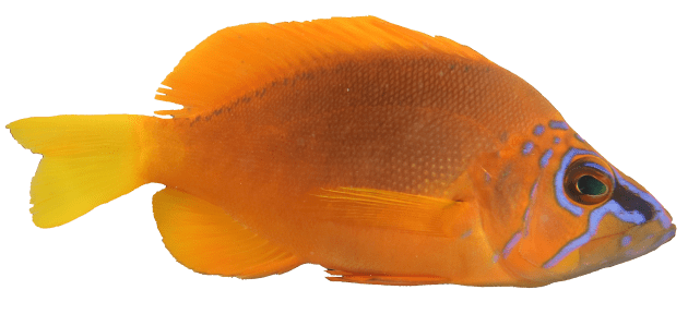 golden_hamlet