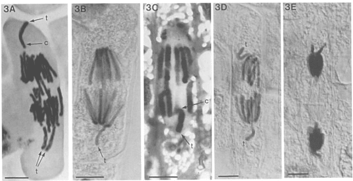 Anaohase Example Anaphase Animal Cell Microscope