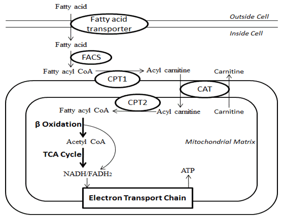 lipid catabolic process
