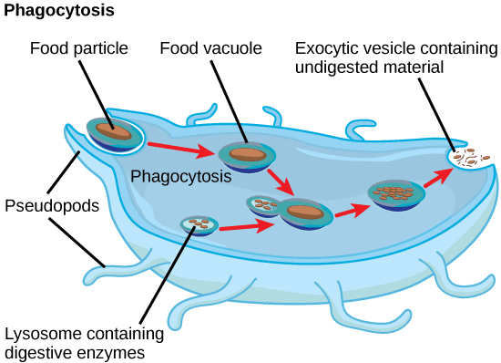 lysosome function