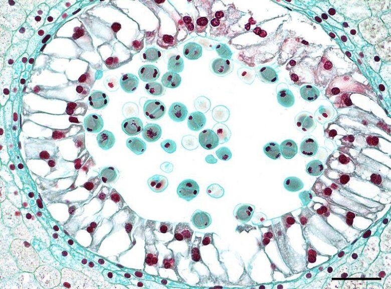 micrograph of the sporogenous tissue of a lily anther