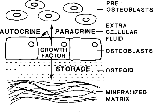 mineralized bone matrix