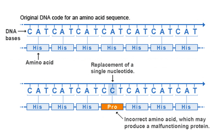 missense mutation diagram